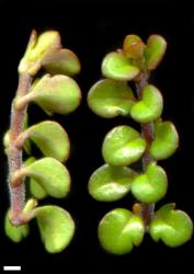 Veronica decora. Sprig, in side view (left) and from above (right). Scale = 1 mm.
 Image: P.J. Garnock-Jones © P.J. Garnock-Jones CC-BY-NC 3.0 NZ